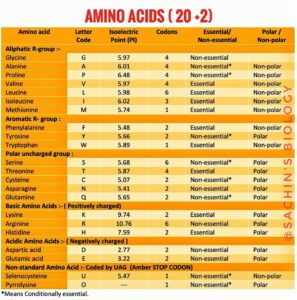 Amino Acids: 20 Standard Amino Acids The Best Information