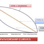 Survivorship curve Types