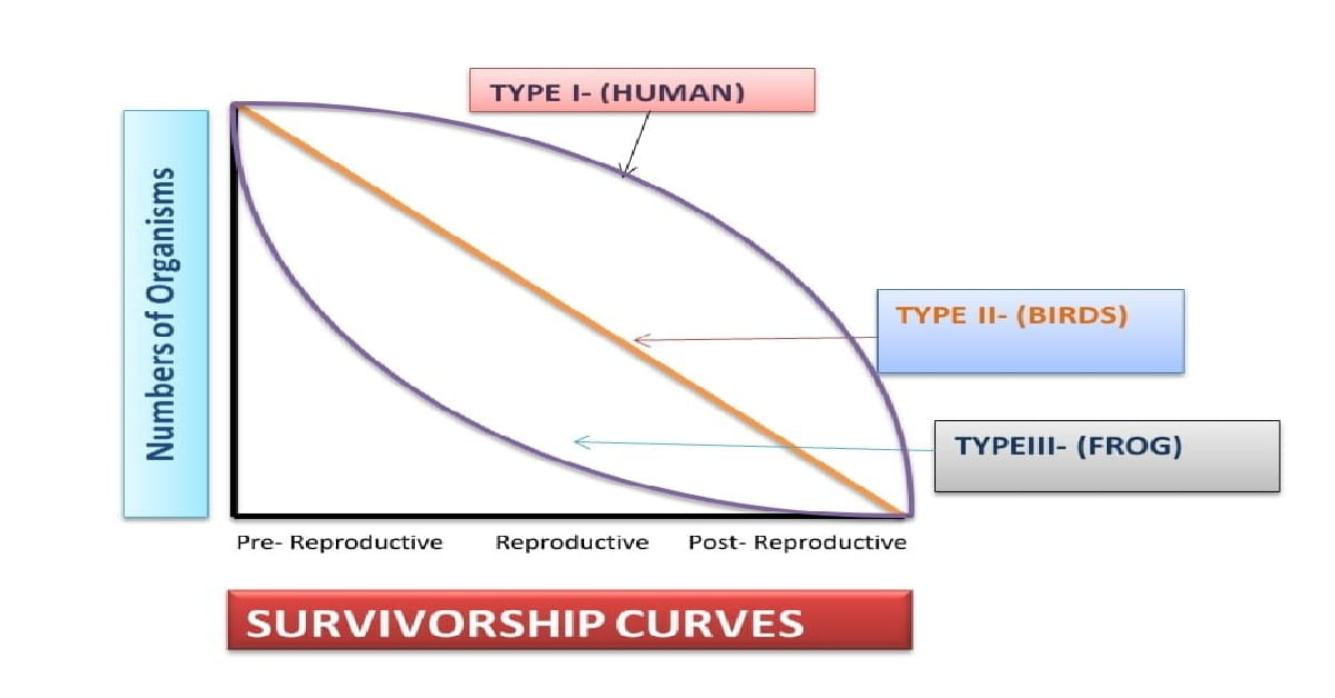 survivorship-curves-all-3-types-and-their-important-examples