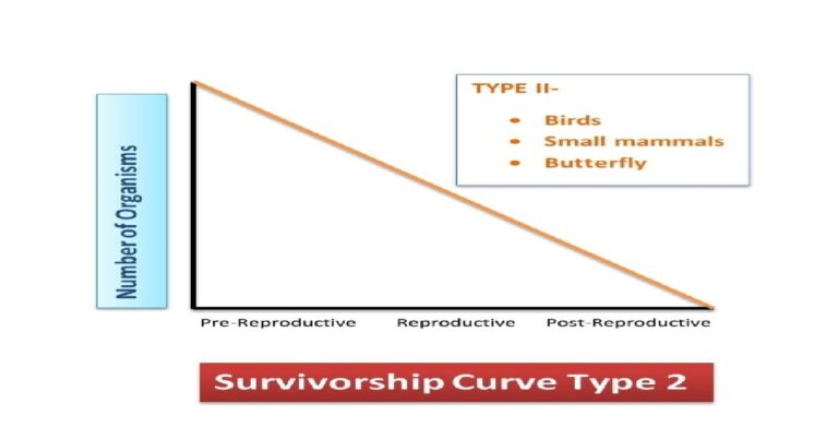 Survivorship Curves: All 3 Types And Their Important Examples