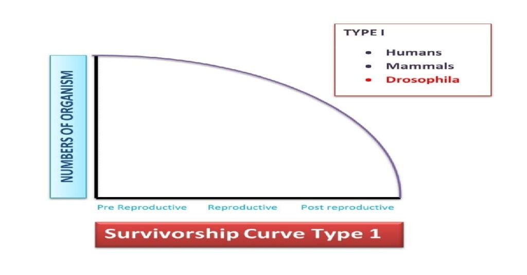 survivorship-curves-all-3-types-and-their-important-examples