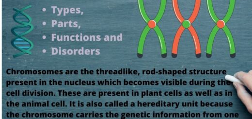 CHROMOSOME: Types, Parts, structure Disorders