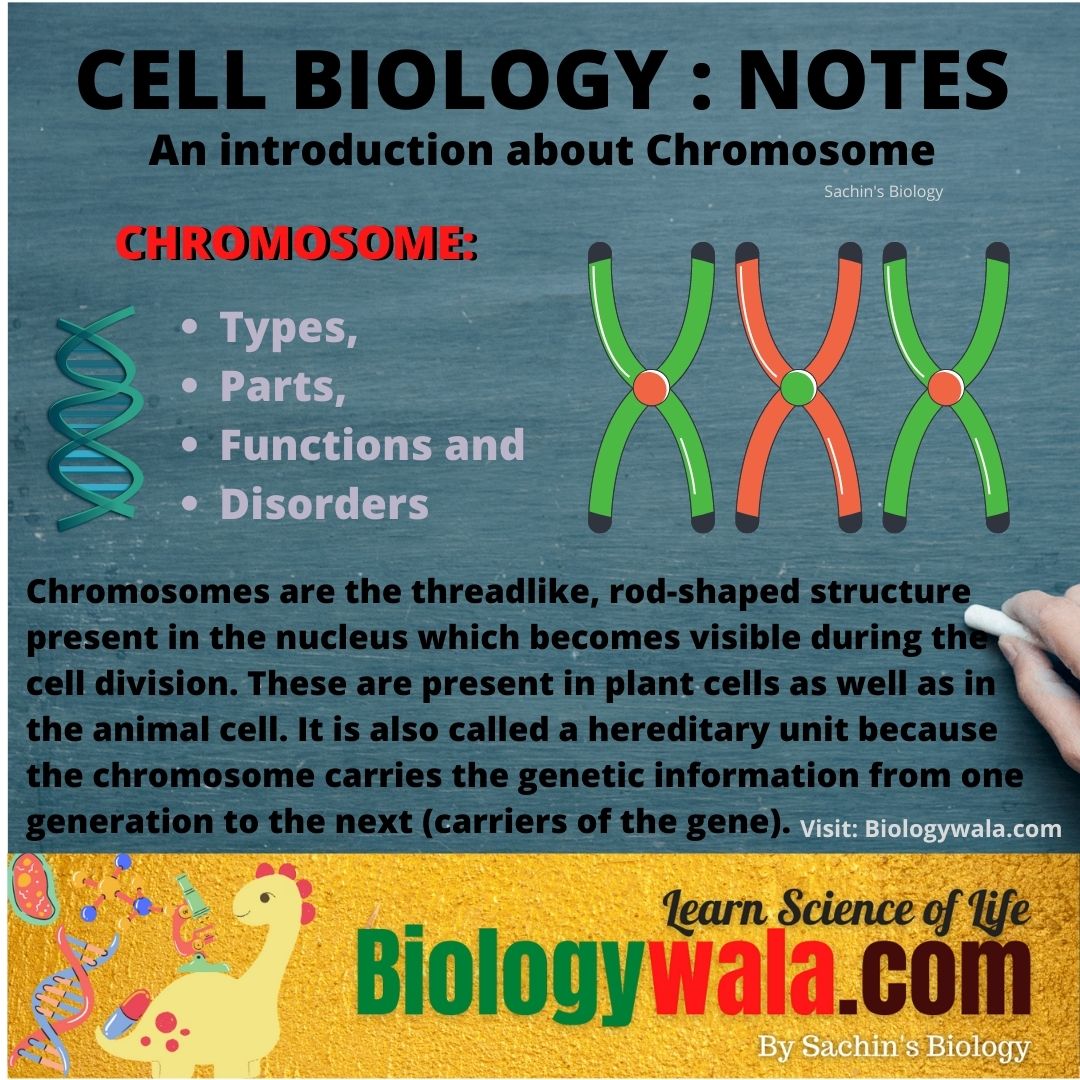 chromosome-types-parts-structure-disorders-biologywala-by