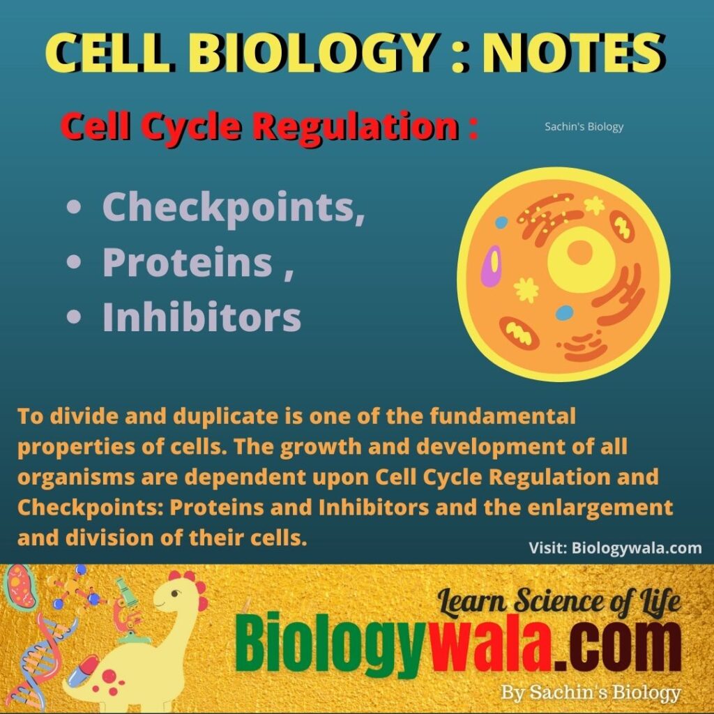 What Role Do Inhibitors Play In The Cell Cycle