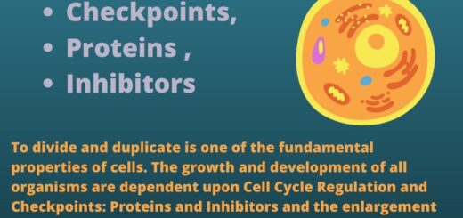 Cell Cycle Regulation and Checkpoints: Proteins and Inhibitors 3 Cell Cycle Regulation and Checkpoints: Proteins and Inhibitors