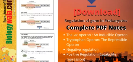 Download Regulation of gene in Prokaryotes complete pdf notes