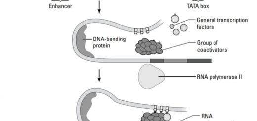 Gene expression prokaryotes vs eukaryotes: 7 major differences 3 This article will help you to understand the core concept of Gene expression prokaryotes vs eukaryotes with 7 major differences.