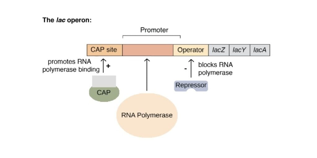 Regulation of gene in Prokaryotes