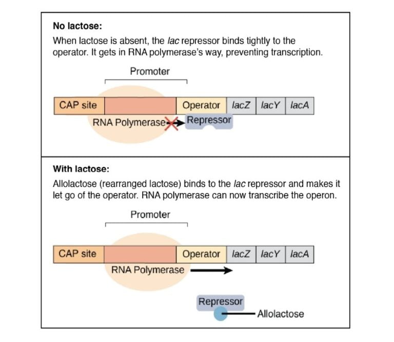 Download Regulation Of Gene In Prokaryotes Complete Pdf Notes
