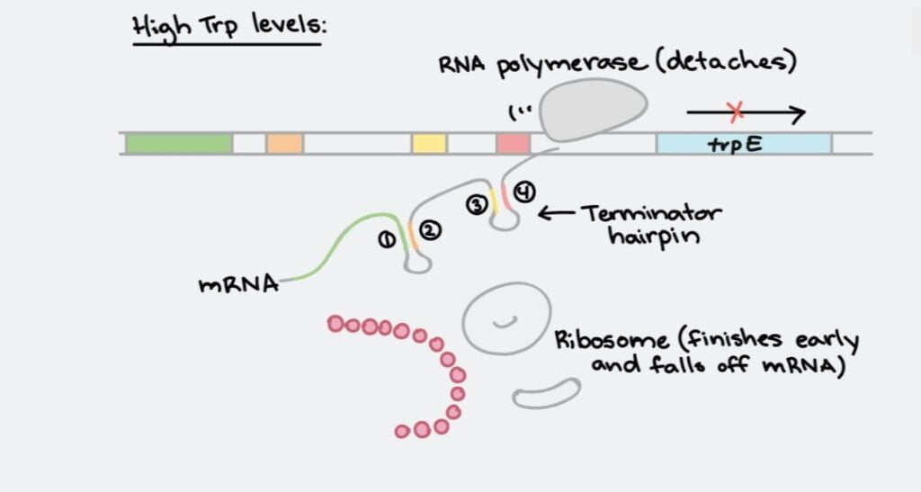 Regulation of gene in Prokaryotes