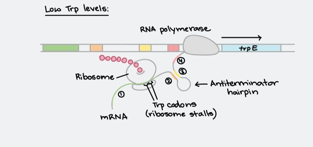 Download Regulation Of Gene In Prokaryotes Complete Pdf Notes