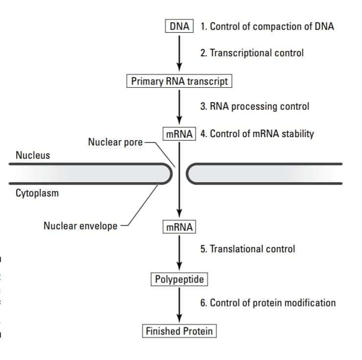 control-of-gene-expression-in-eukaryotes-2-levels-of-expression