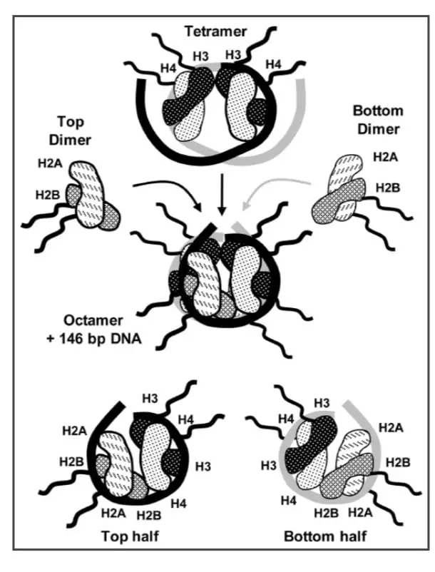 Role of chromatin in gene expression and Gene silencing on biologywala.com