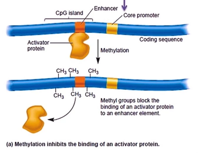 Role of chromatin in gene expression and Gene silencing on biologywala.com