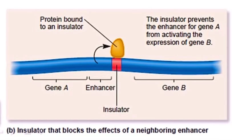 Role of chromatin in gene expression and Gene silencing on biologywala.com