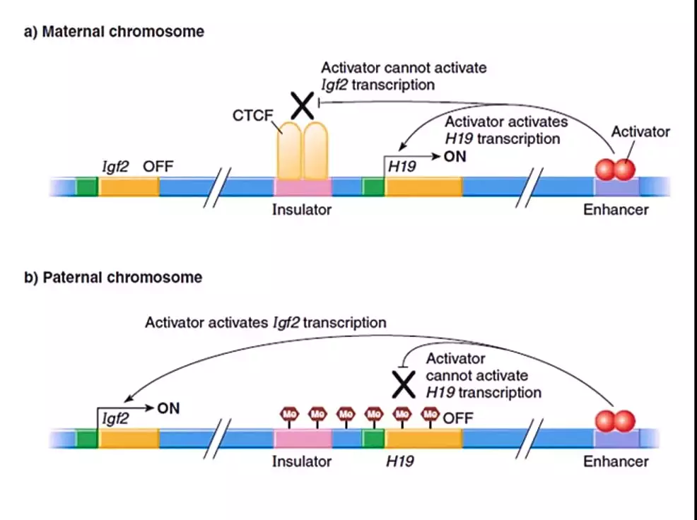 Role of chromatin in gene expression and Gene silencing on biologywala.com