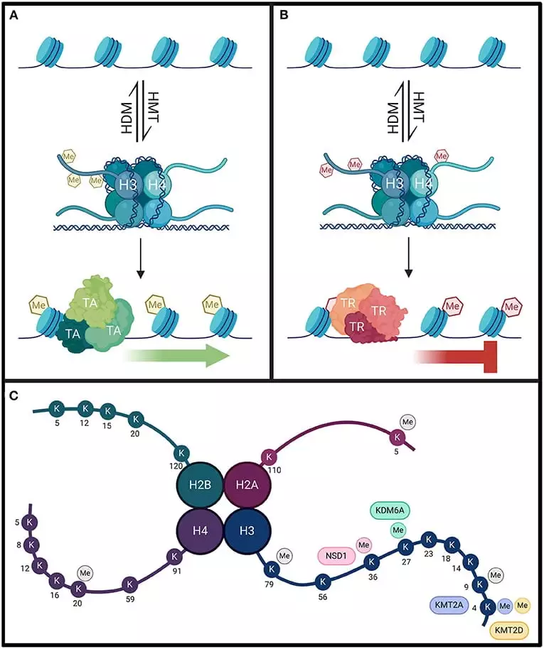 Role of chromatin in gene expression and Gene silencing on biologywala.com