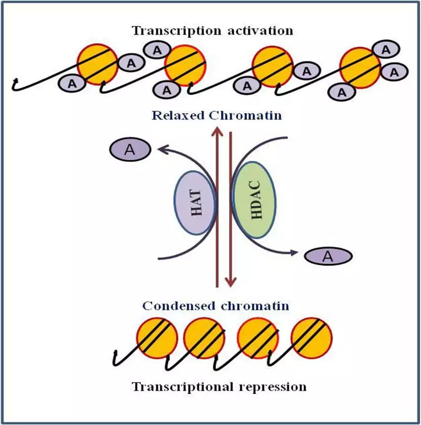 Role of chromatin in gene expression and Gene silencing