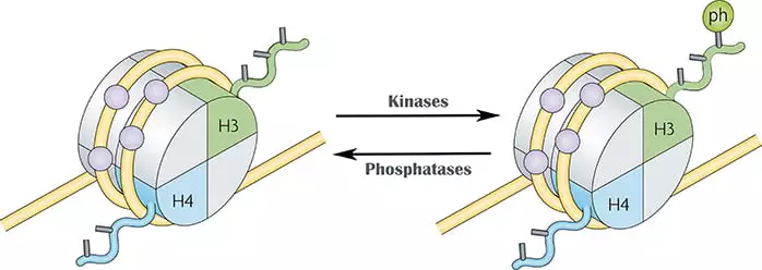 Role of chromatin in gene expression and Gene silencing on biologywala.com