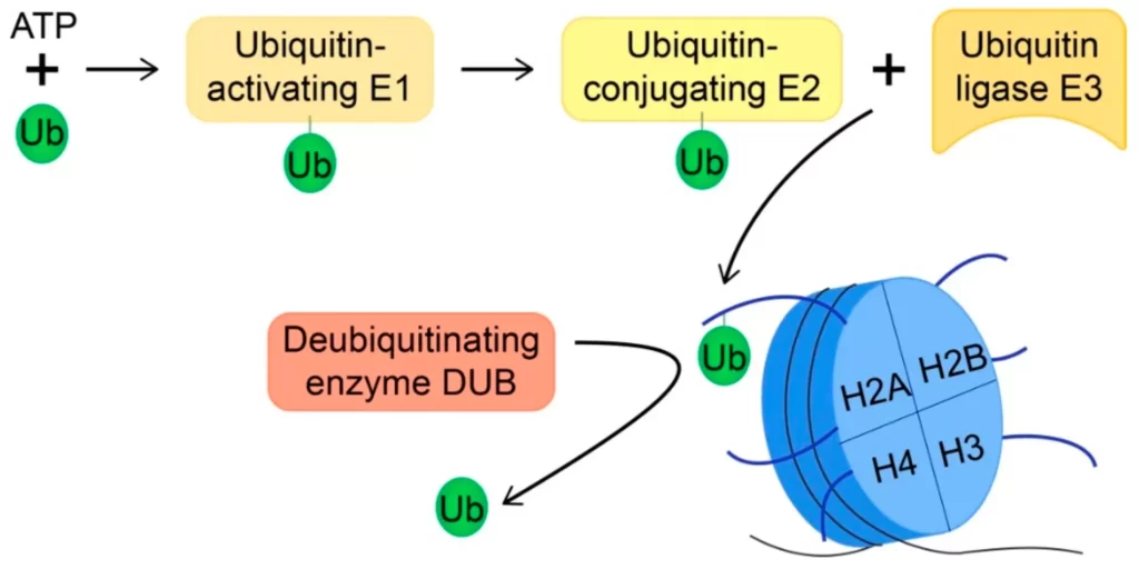 Role of chromatin in gene expression and Gene silencing on biologywala.com