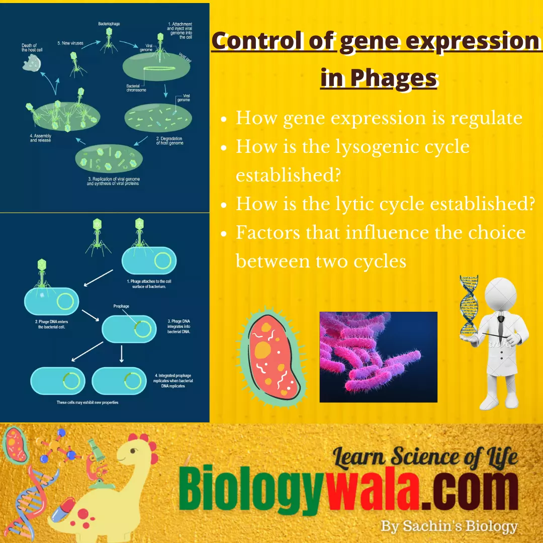 Control of gene expression in phages .