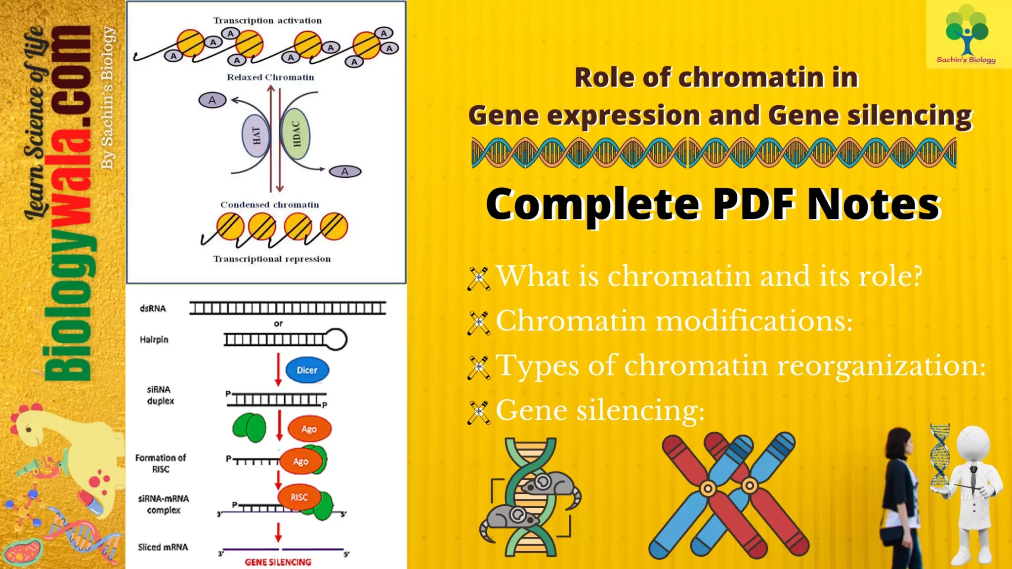 Role of chromatin in gene expression and Gene silencing