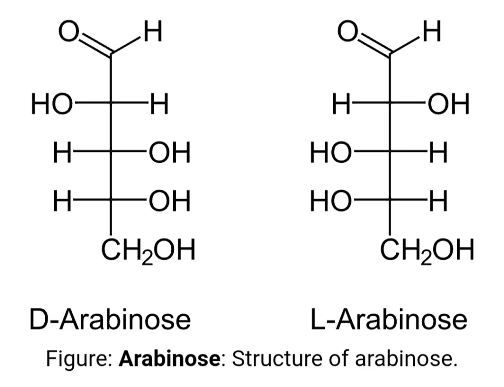 L-arabinose operon