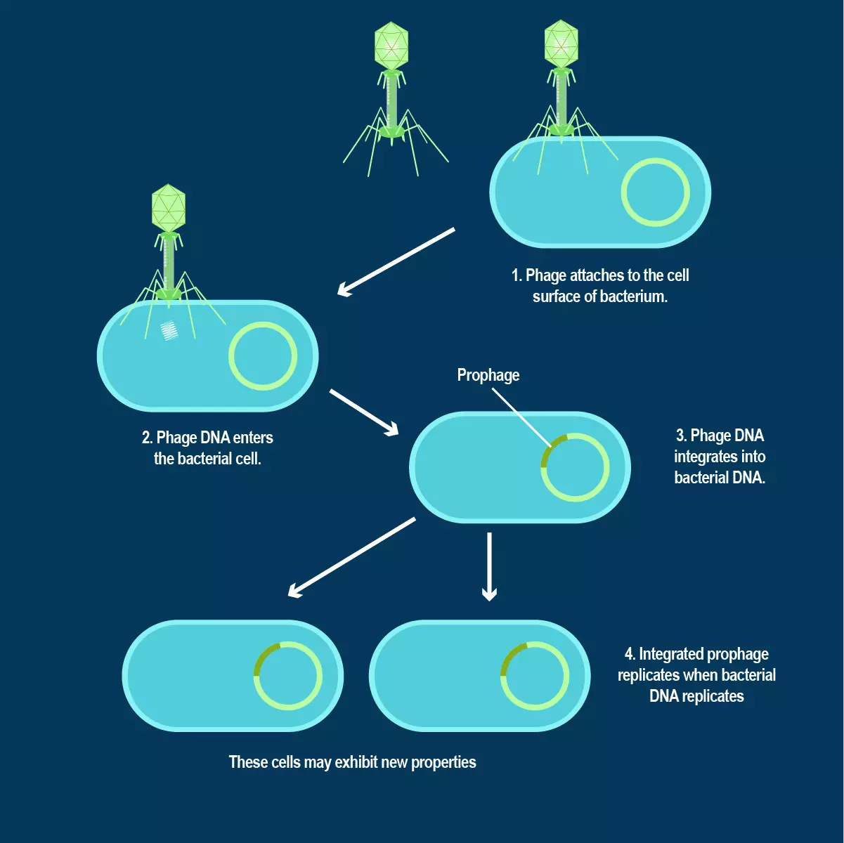 Control of gene expression in phages