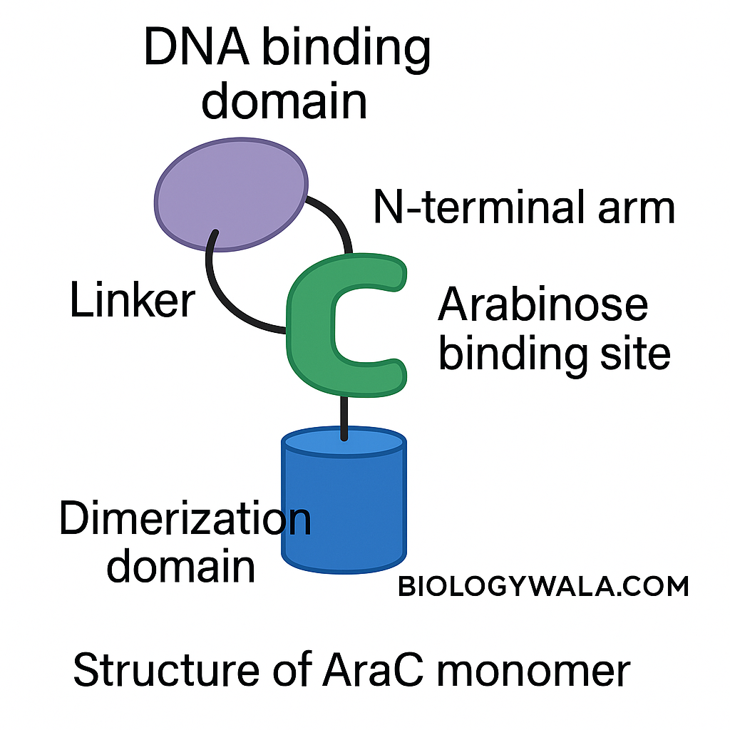 Arabinose Operon complete notes 5 Ara C protein