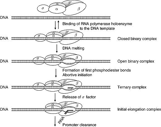 Transcription in prokaryotes on biologywala.com