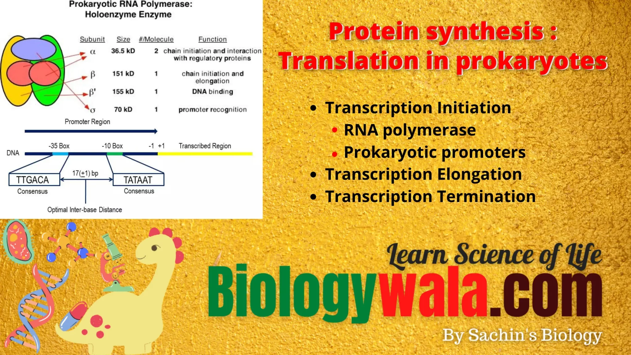 Transcription in prokaryotes