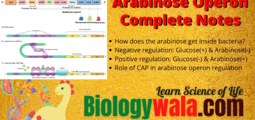 what is arabinose operon