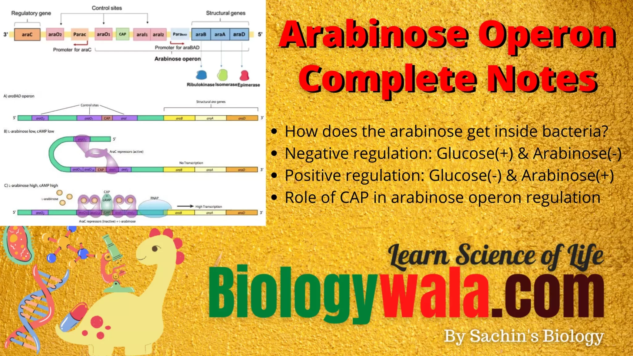what is arabinose operon