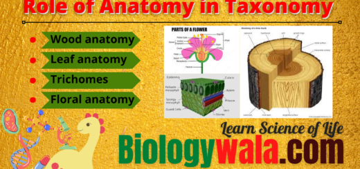 Role-of-anatomy-in-taxonmy