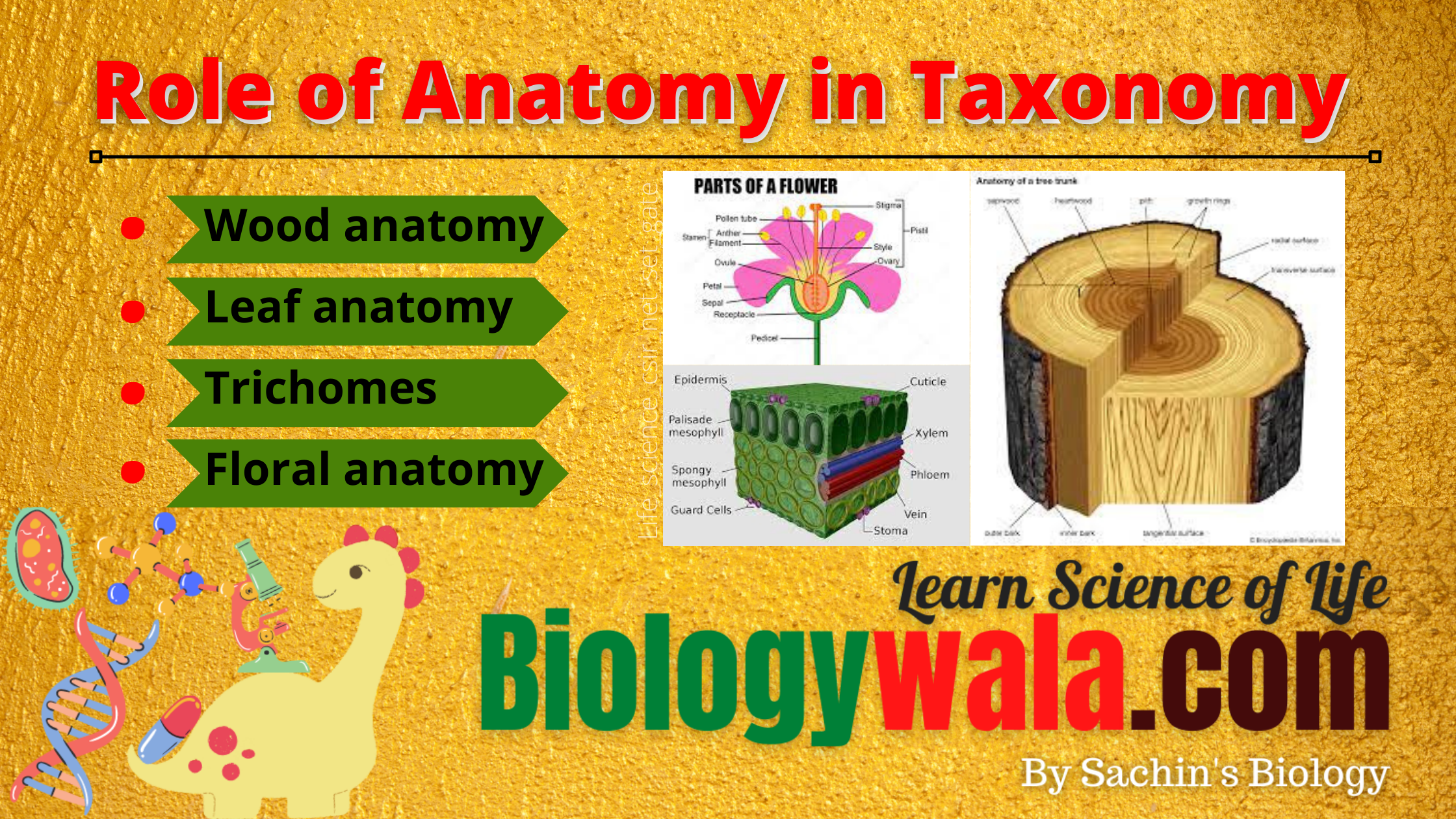 Role-of-anatomy-in-taxonmy