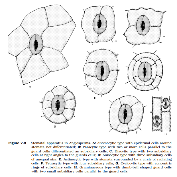 Role of Anatomy in Taxonomy