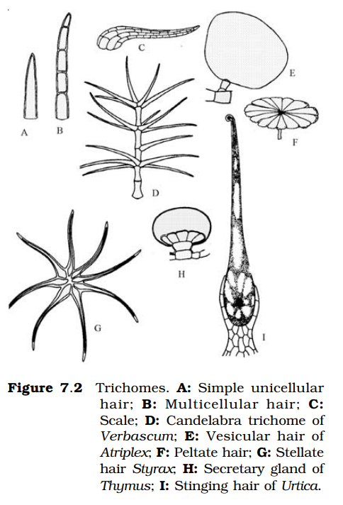 Plant Hairs