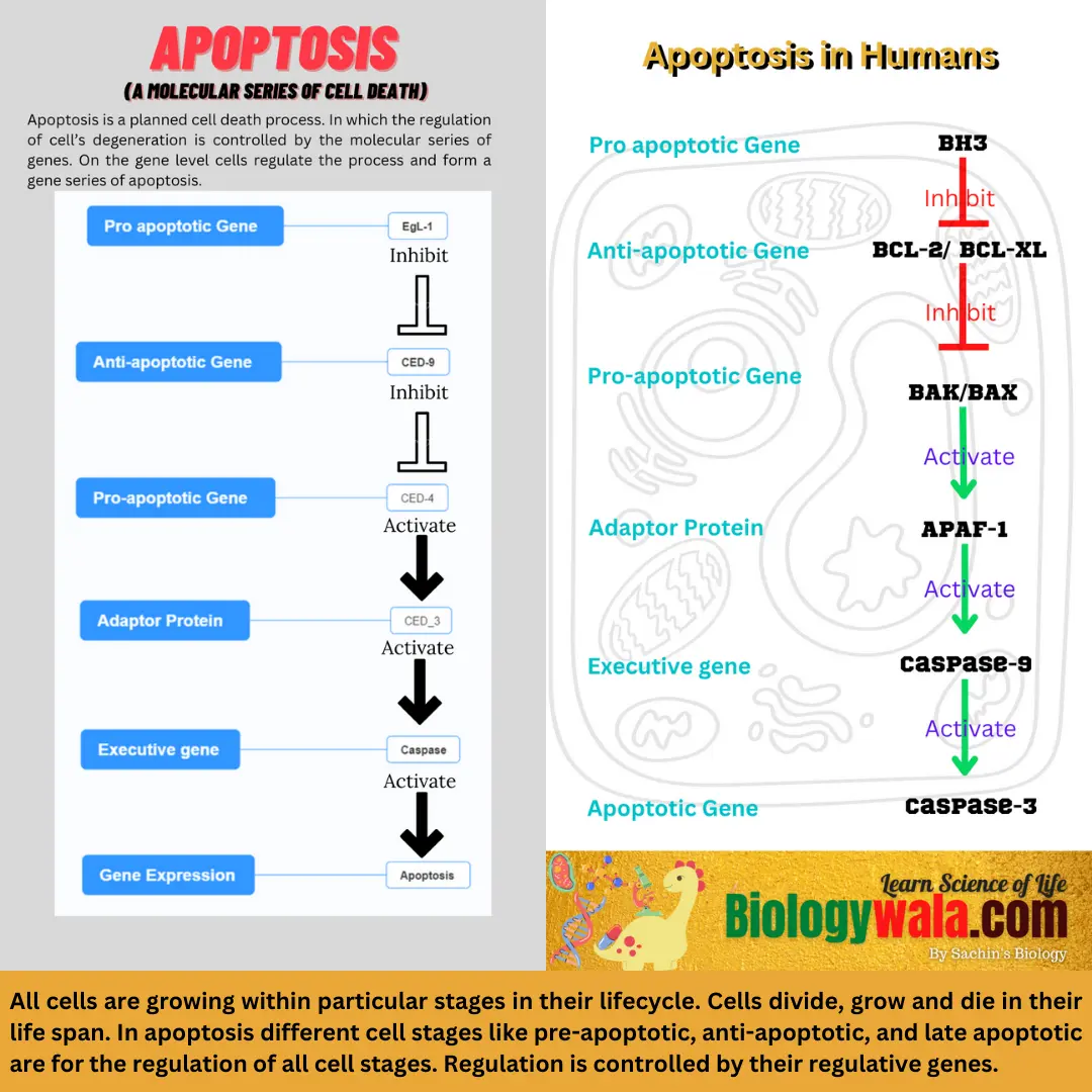 Apoptosis - a molecular series of cell death