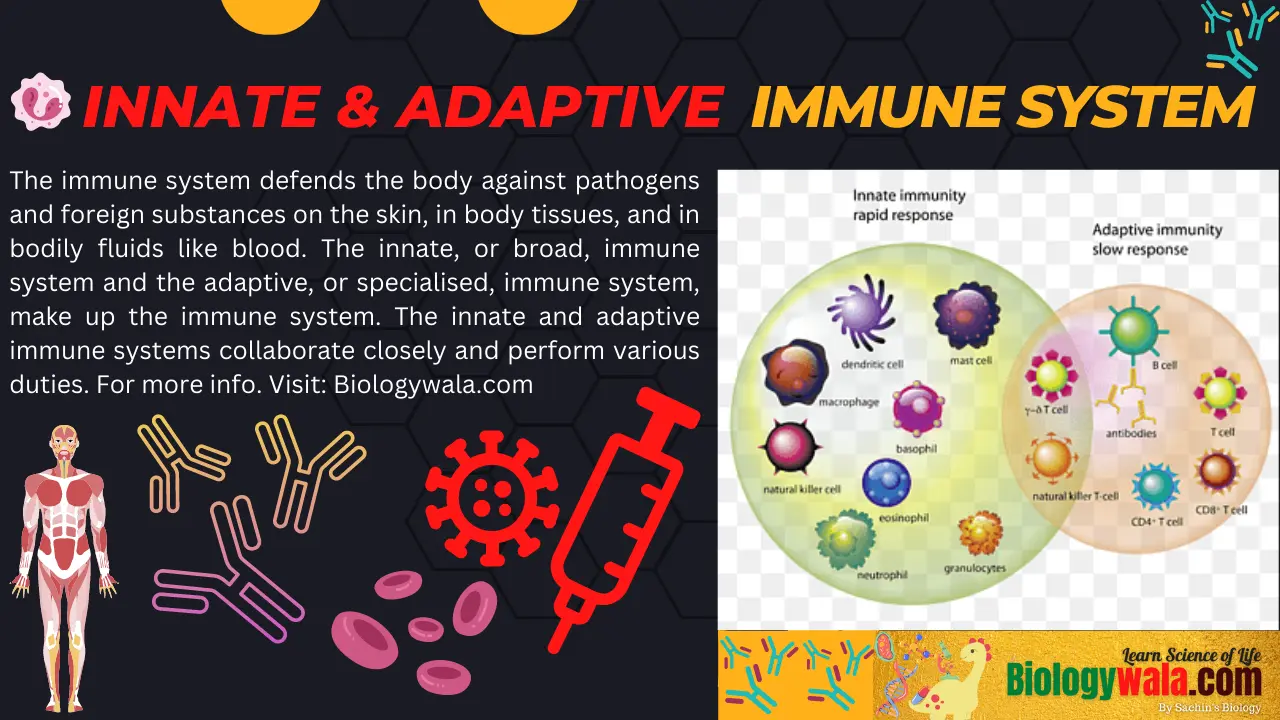 The innate and adaptive immune system