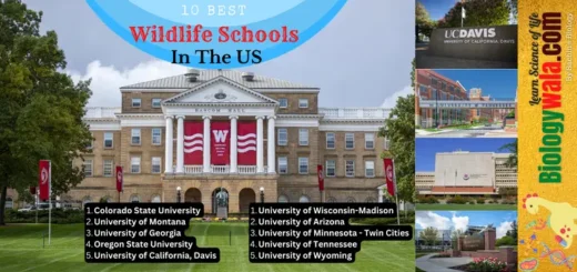 10 The Best Wildlife Biology Schools in the US