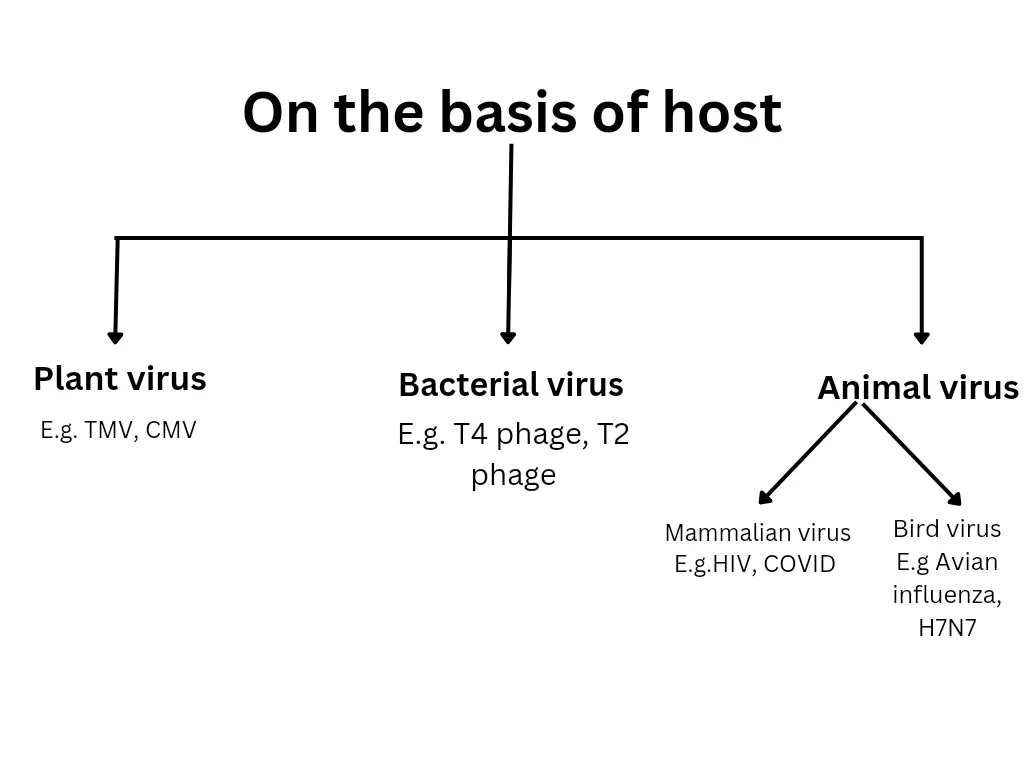 Virus: Structure, Types, Classification And Diseases