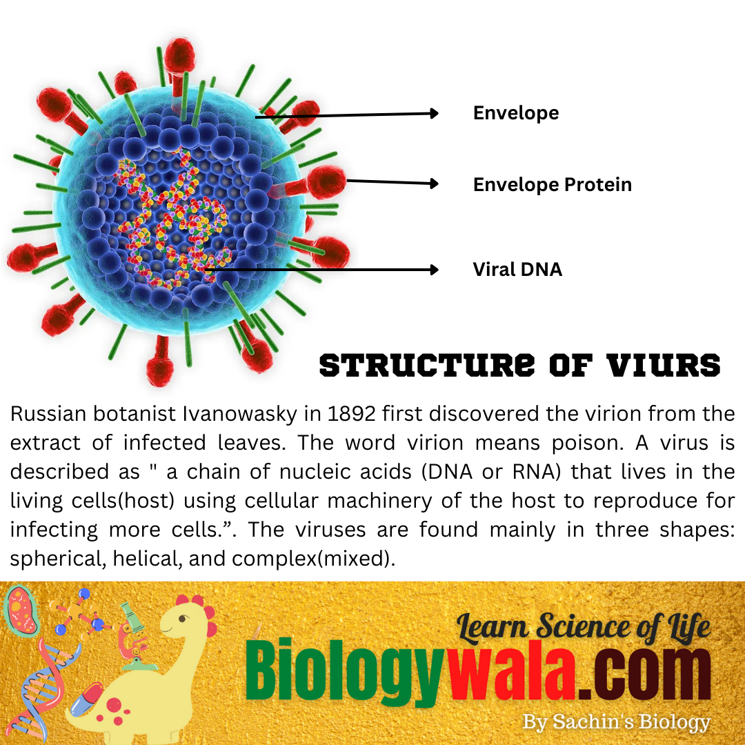 Virus - Structure, Types, Classification And Diseases