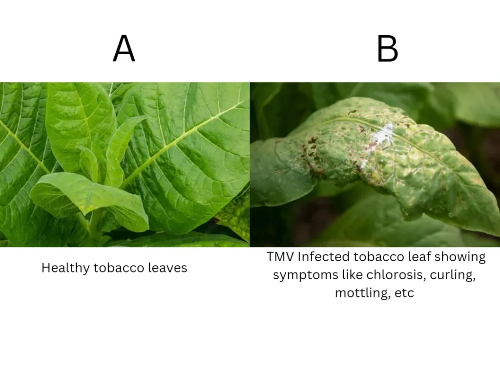 Virus: Structure, Types, Classification And Diseases