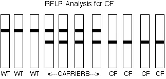 RFLP, RAPD, and AFLP techniques
