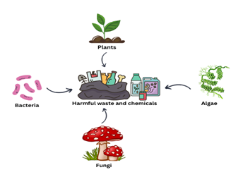 Bioremediation and Phytoremediation