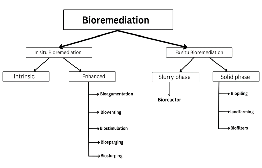 Bioremediation and Phytoremediation