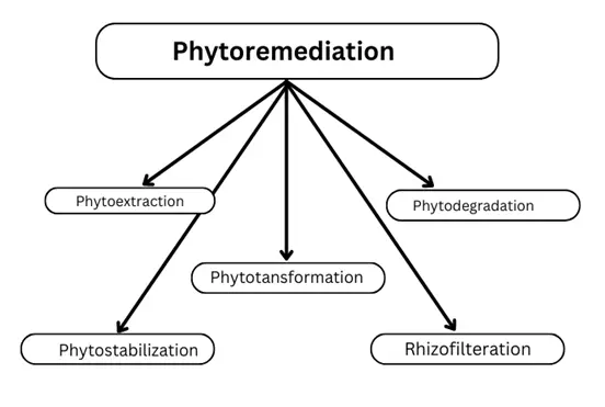 Bioremediation and Phytoremediation