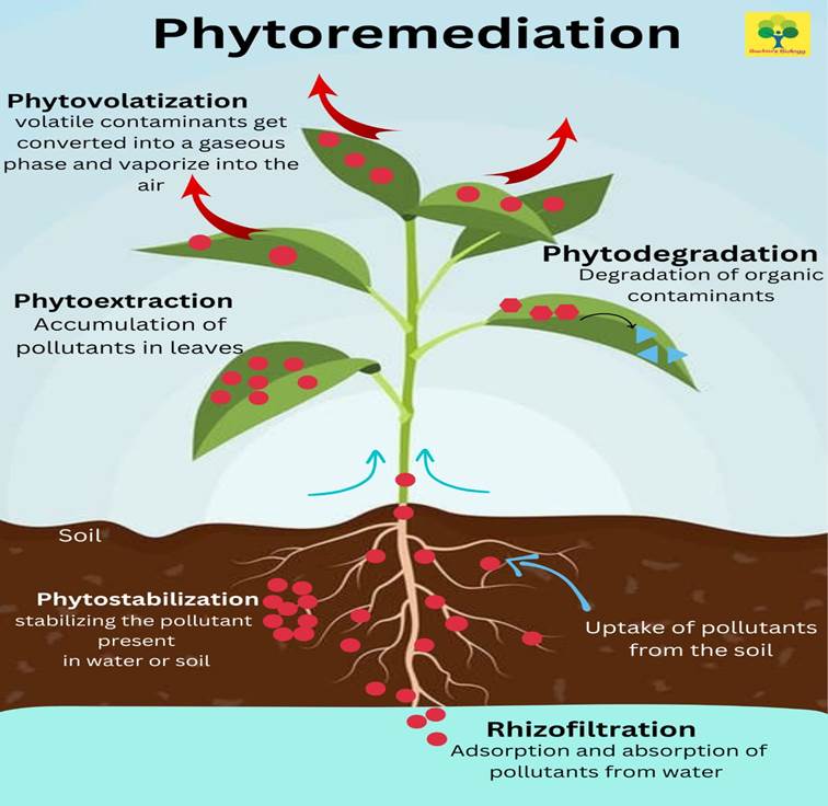 Bioremediation And Phytoremediation - Biologywala.com By: Sachin's Biology