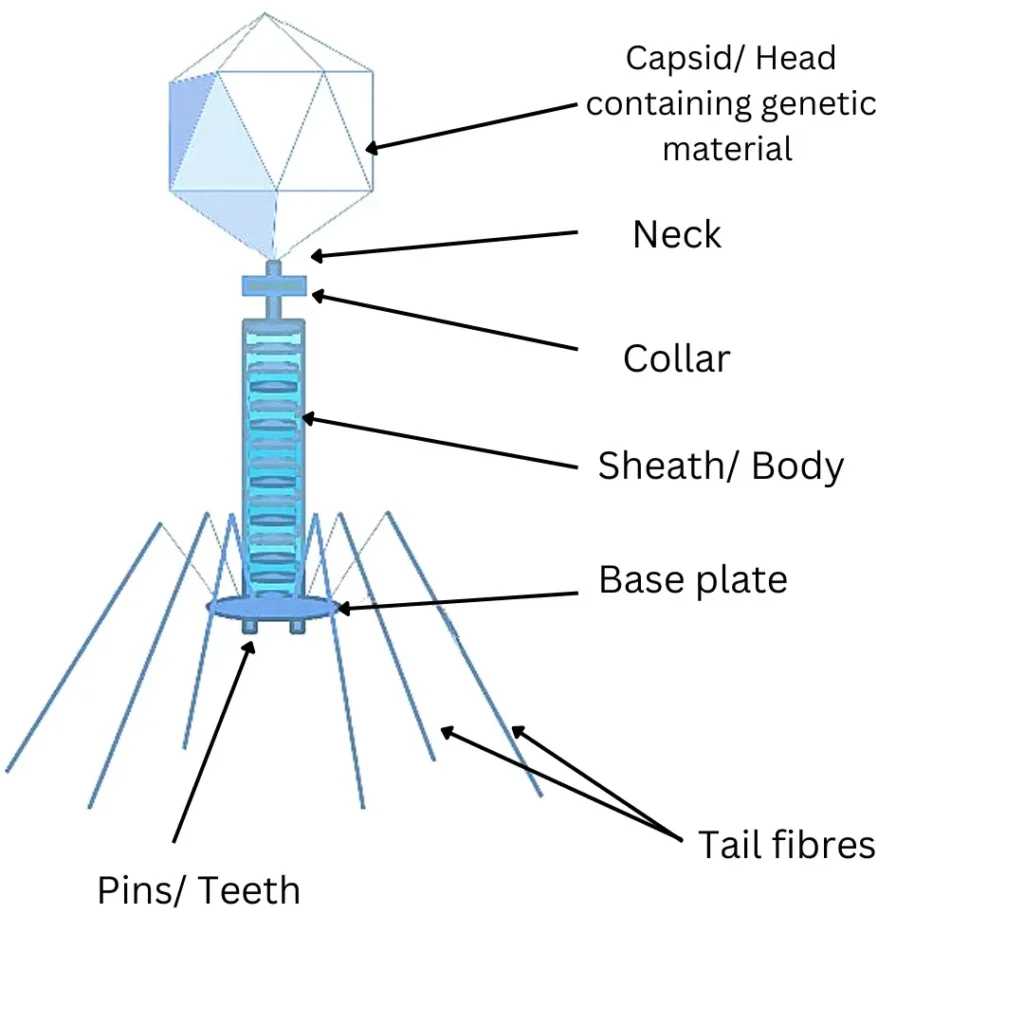 Virus: Structure, Types, Classification And Diseases