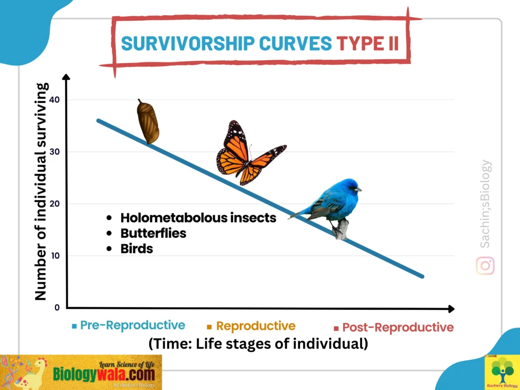 Type II Survivorship curve II